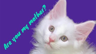 Where & How To Buy Your Maine Coon Kitten.