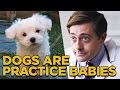 Are Dogs Practice Babies?