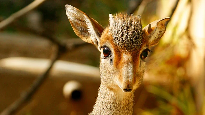 Dallas Zoo's Baby Dik-Dik Is A Tiny Dancer