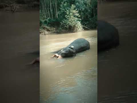 😍🐘