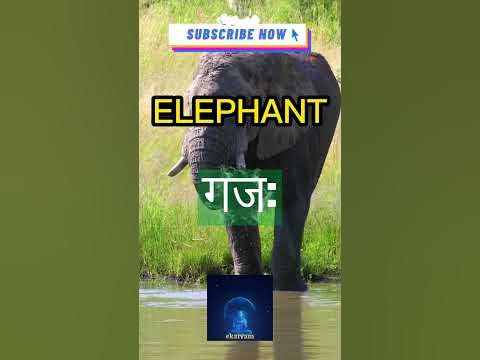 Sanskrit Word for ELEPHANT🐘🐘🐘| Name of Animals | Learn Sanskrit for