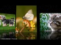 Sigma 150-600mm Contemporary Sample wild life photos full HD