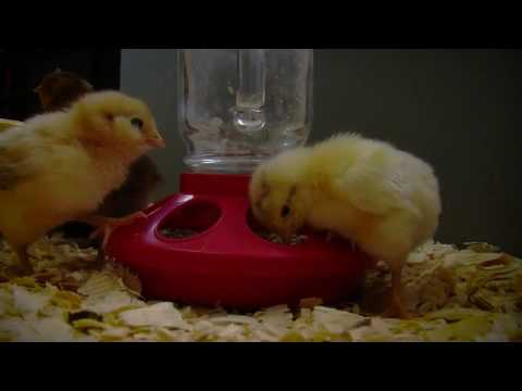 Videó: Meddig van szükségük a kislibáknak hőlámpára?
