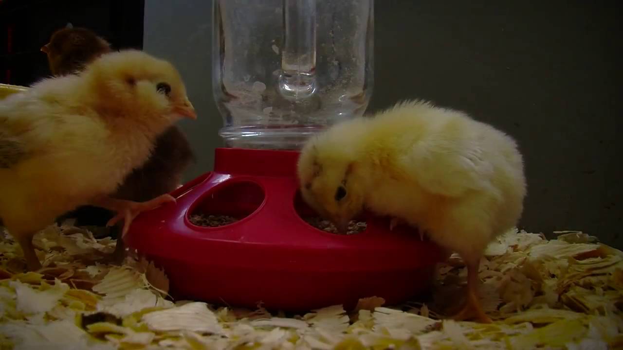How Long To Keep A Brooder Lamp On Baby Chicks