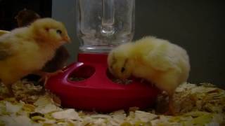 How Long to Keep a Brooder Lamp on Baby Chicks Net Worth