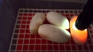 Second Ball Python clutch in 2015 season!