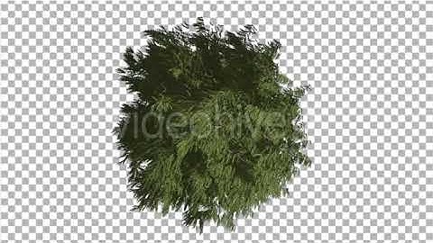 Western Red Cedar Crown Top Down Long-Lived Tree | Motion Graphics - Envato elements