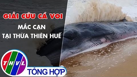 Giải cứu cá voi mắc cạn tại Thừa Thiên Huế