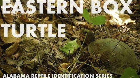 Eastern Box Turtle - Alabama Reptile Identification Series