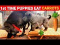 Puppies' First Carrot Experience: Breeder's Nutrition Insights