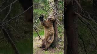 Bear with amazing rhythmic skills 🐻