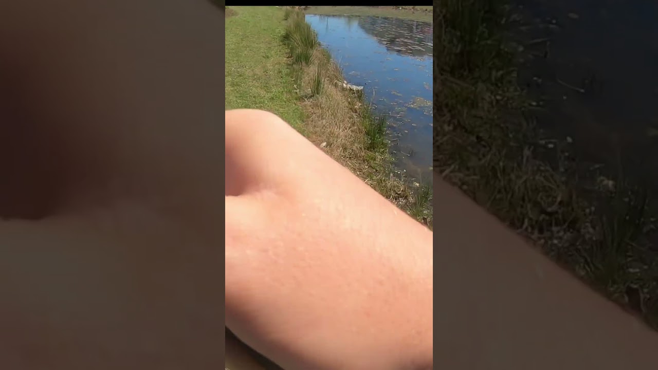 SOLID NORTHERN SNAKEHEAD SLAMS THE SPINNERBAIT! 