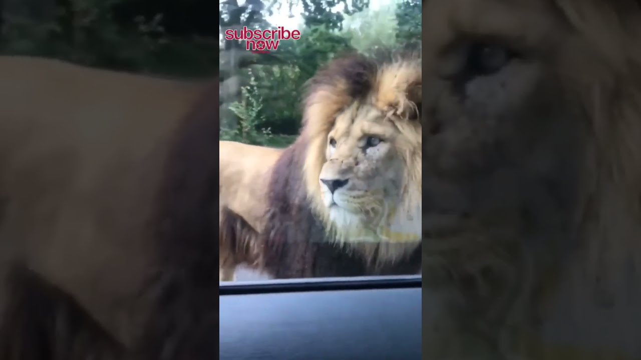 Huge Barbary Lion Walking On The Road Shorts