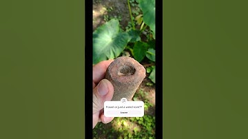 Found in North Alabama 🪨 #hiking #rockhounding #rockhound #fossil #fossils #shorts