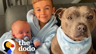 Pittie Teaches Little Human Important Lessons On How To Be A Big Brother The Dodo Pittie Nation