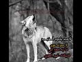 حالات واتس اب لاحد يلوم الذيب لا صوته عوى 2023