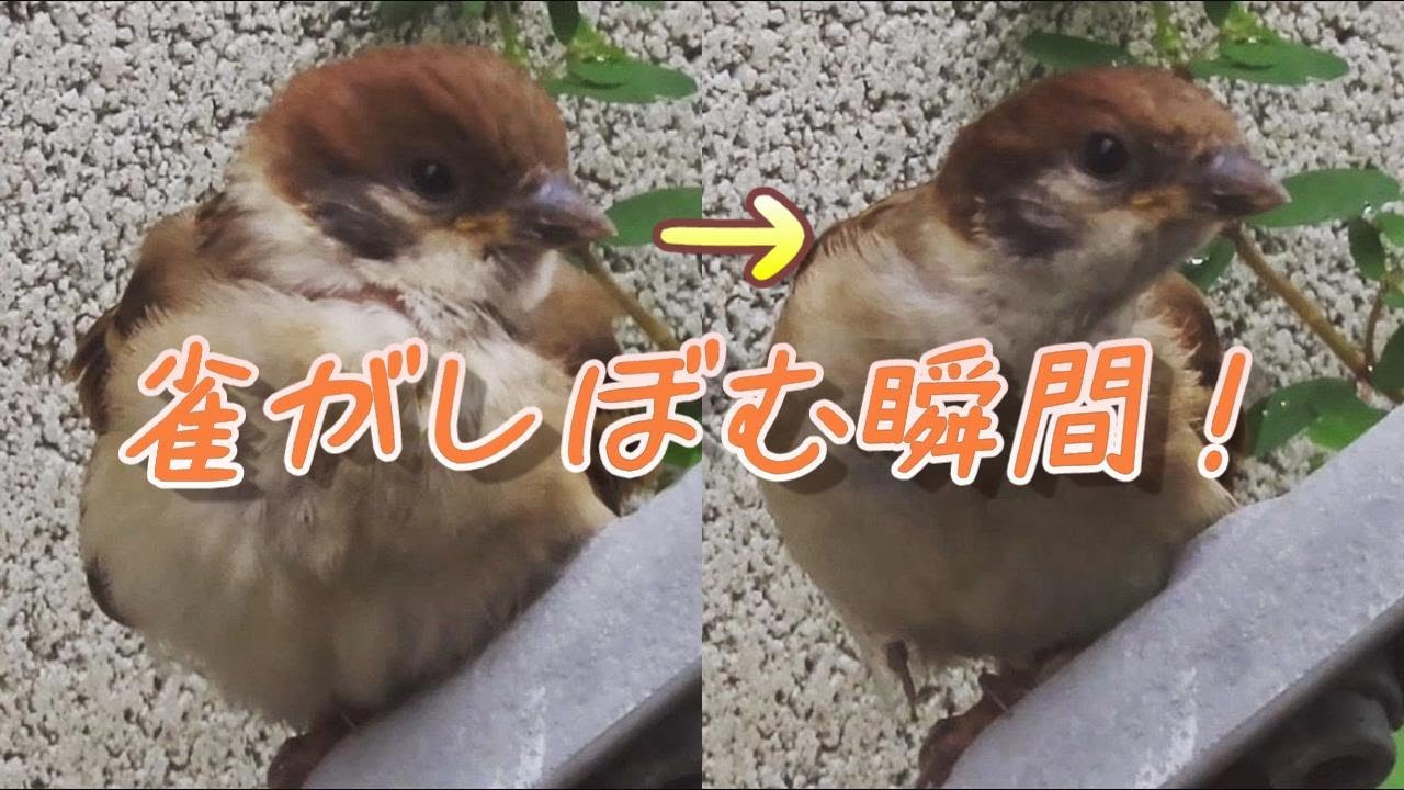 衝撃 膨らんだ雀がしぼむ瞬間 冬のすずめ 巣立ち雛 スズメ かわいい Cute Sparrow Youtube