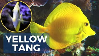 Celebrity Yellow Tang Care, Feeding And Breeding Guide | Yellow Tang For Aquarium | Aquarium Fish Profile
