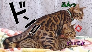 【入院3日目】実家でやめようね？ノア…