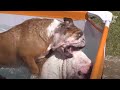 Dogs Fight To Death Only For A Special Reason...?! | Kritter Klub