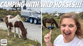 Ocean City Boardwalk & Camping with WILD HORSES at Assateague State Park, Maryland (RV East Coast)