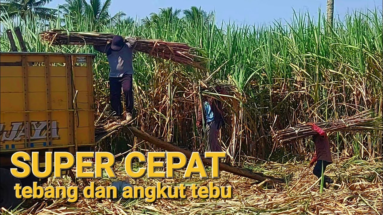 tebang tebu tradisional SUPER CEPAT