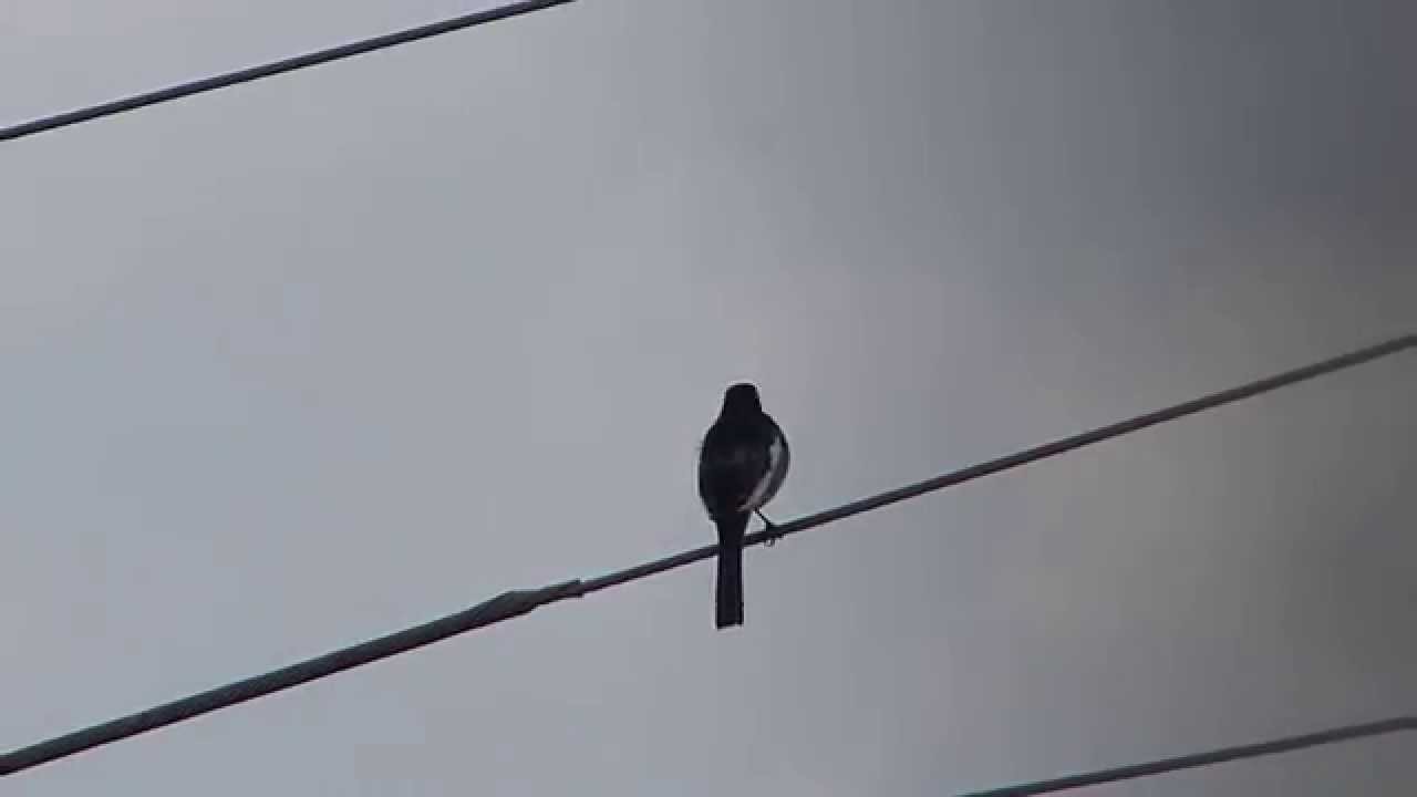 Japanese Pied Wagtail Calling ハクセキレイ（野鳥）が電線で鳴く♪ 