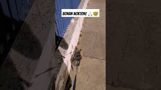 Bonan nokton Gekaruloj! #esperanto