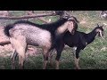 Animal Zone Show : Funny Time With Goats   / Meeting Goats in Farm.