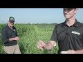 Cover crop test plot tour