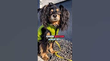 Apakah anjing benar-benar mencintaimu‼️#story #experiment #anjing