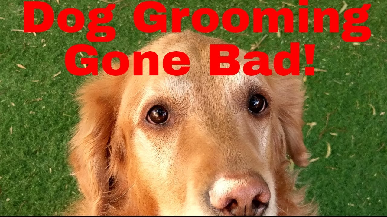Dog Grooming Gone Wrong YouTube