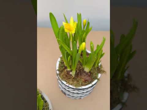 Нарцис Тет а тет D12 25 в кер Flowers Garden Narcissus Plants 