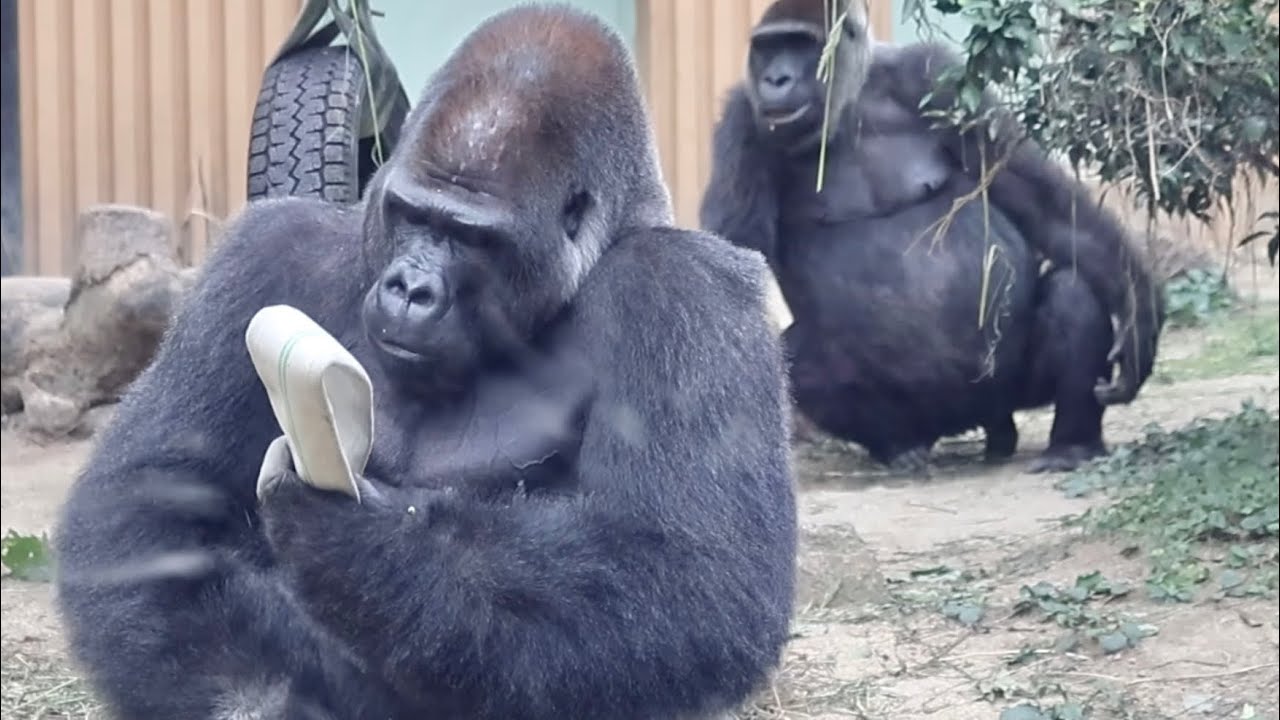 怒って背後からモモタロウにウ チを投げる妻ゲンキ⭐️ゴリラ【京都市動物園】Genki got angry and throws poop at