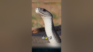 Tại sao rắn Mamba Đen được mệnh danh là "cơn ác mộng kinh hoàng" của người dân châu Phi.
