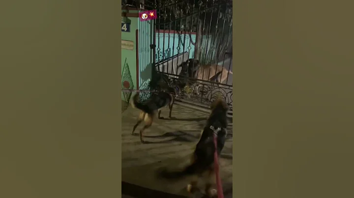 German Shepherd vs Great Dane 🐶💥 Dog attack #shorts #germanshepherd #greatdane #dogattack #petlove