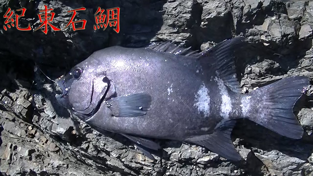石鯛釣り 志摩 54.0cm - YouTube
