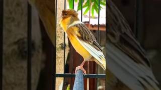 Download Lagu Burung kenari gacor #pancingankenari #kenari  #kenaripaud #ternakkenari #kenarimania #kicaumania MP3