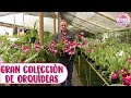 Colección de ORQUÍDEAS con 5000 especies ¡ESTO ES IMPRESIONANTE! │Candy Bu