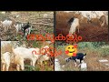   goat goats songviral youtubepetpets animalsviews kerala petlover