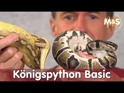 Video: Königspython: Beschreibung, Inh alt im Terrarium