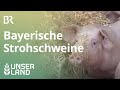 Bayerische Strohschweine | Unser Land | BR Fernsehen