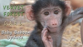 Orphan Baby Baboon Update - Vervet Forest - CARE