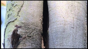 Treecreeper nest building.