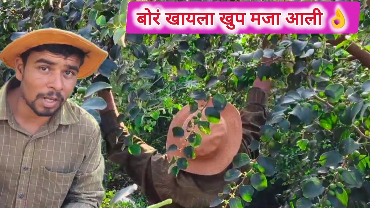 गावठी बोरं खायला खुप लांब गेलो 👌 villege vloge 