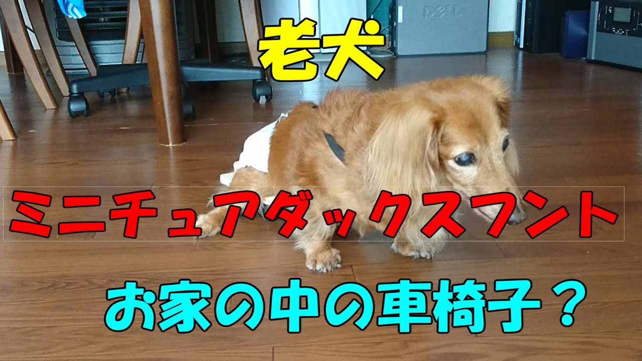 老犬ミニュチュアダックスフント金時の車椅子の練習 - YouTube