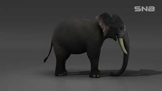 ELEPHANT 3D MODELING AND TEXTERING
