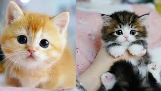 Aww Animals So Cute Baby Cats - Cute And Funny Cat Videos Compilation Six9Ine Animals