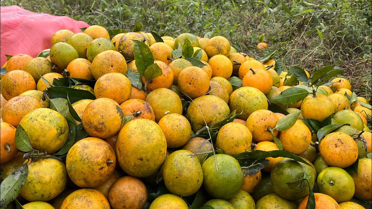 Orange harvest season in the mountains of Vietnam YouTube