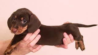 Dog 2019 - Funny And Cute Dogs 2019 Videos Compilation [1]